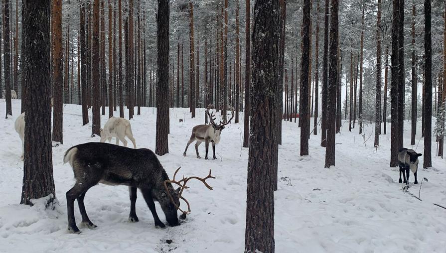 Reindeer grazing in a snowy forest.