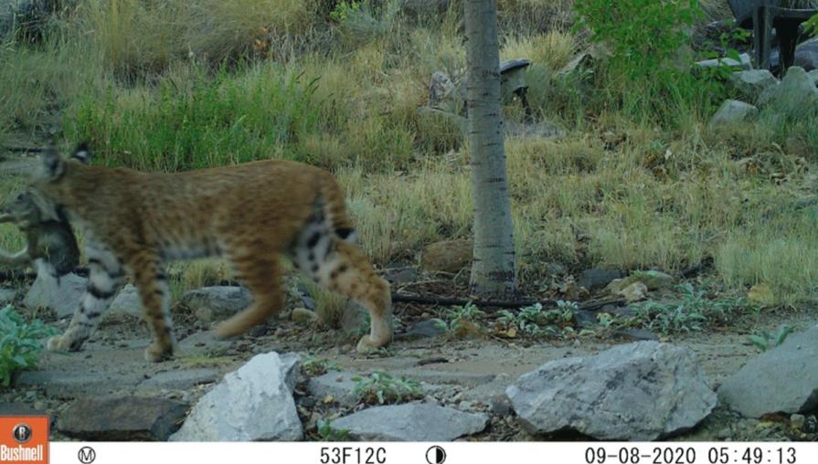 A bobcat with its prey caught in one of Dr. Gray's "camera traps."