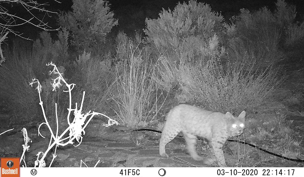 Black and white nighttime photo of a bobcat.