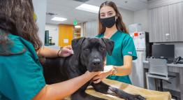 Students in the veterinary assisting program receive hands-on training in a true-to-life clinical setting.