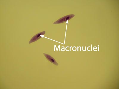 Paramecium Caudatum Image