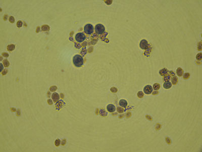 Saccharomyces Image