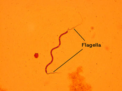 Bacterial Flagella Image