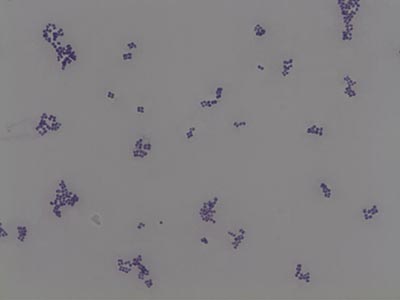 Micrococcus Luteus Image