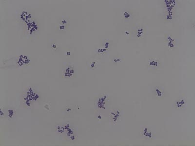 micrococcus luteus gram stain