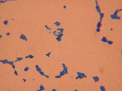 micrococcus luteus gram stain