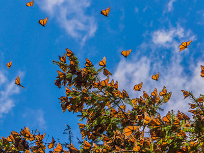Monarch Butterfly Photo