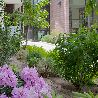 Image of flowers and shrubs in garden.