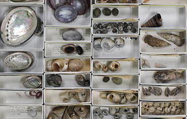 Museum Shells