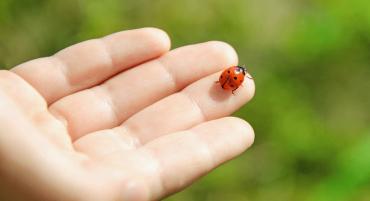 A ladybug on the palm of someone's hand.
