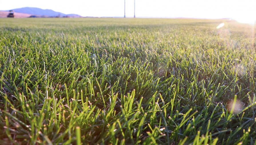 Grass at the soccer field.
