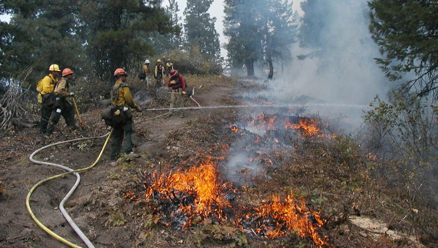 Firefighters hold water to a forest fire