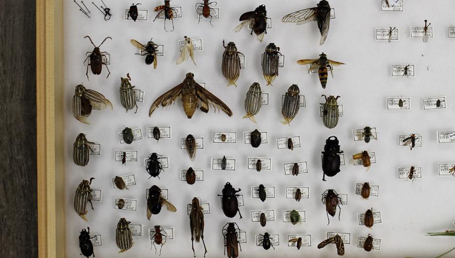 Bugs on display with their names