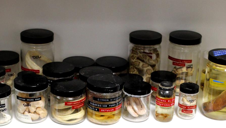 Jars with Specimens inside