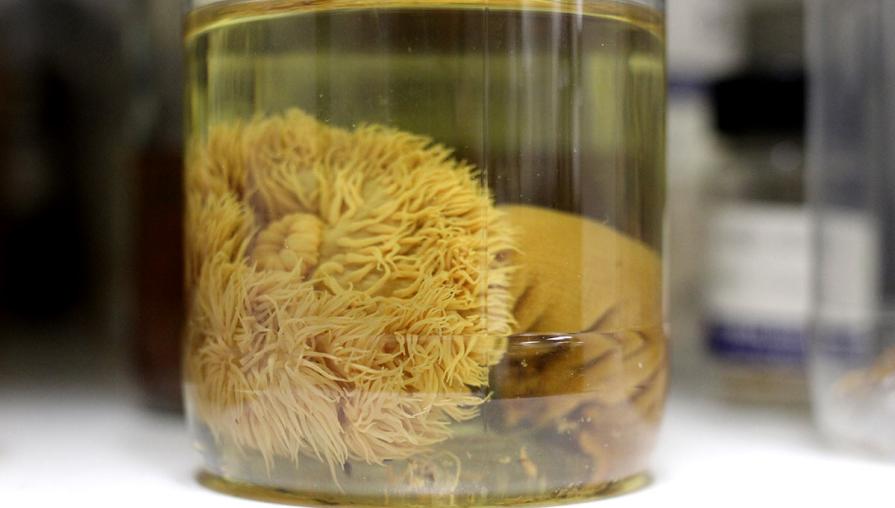 Sea Anemone in a jar