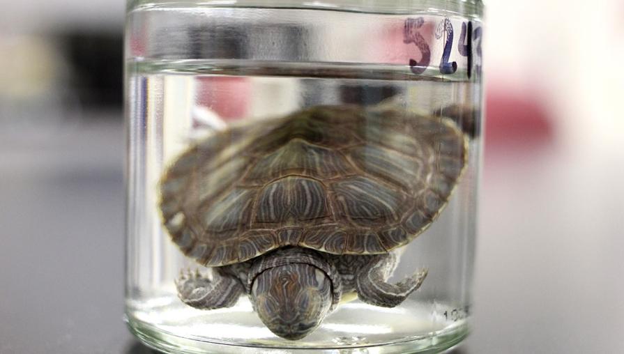A turtle in a jar