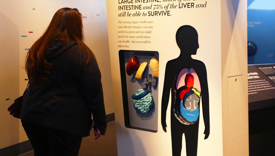 A student looking at an exhibition containing information and visuals on the human body.