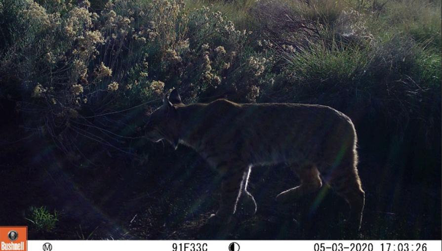 A bobcat caught by a game camera during the first phase of Dr. Gray's bobcat research.