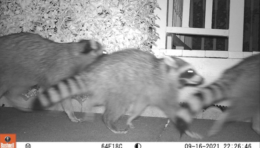Raccoons are also active during the evening and morning hours that bobcats are.
