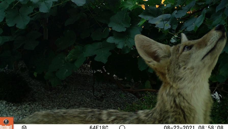 Coyotes are another predator with which humans often share urban spaces.