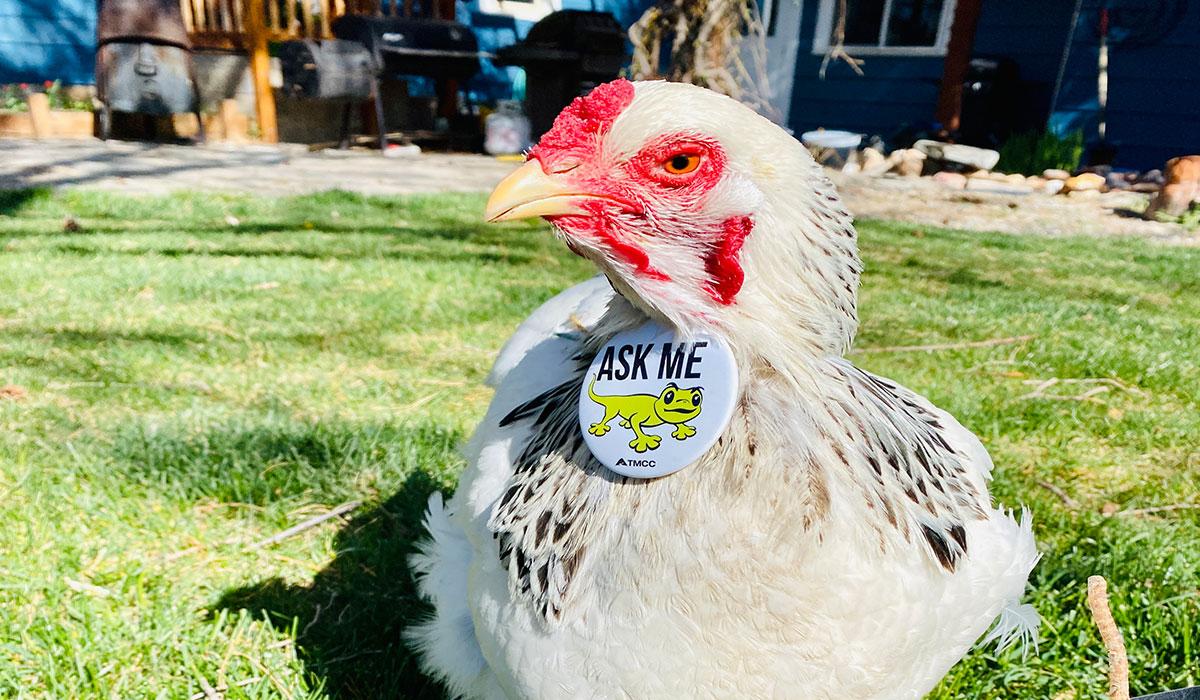 A chicken with a "register now" button. 