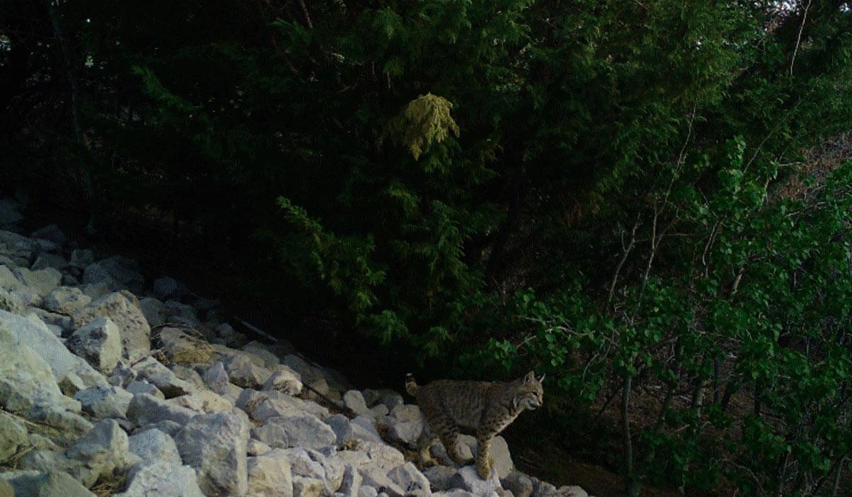 A bobcat caught by a game camera as a part of research by TMCC Professor Dr. Meeghan Gray.