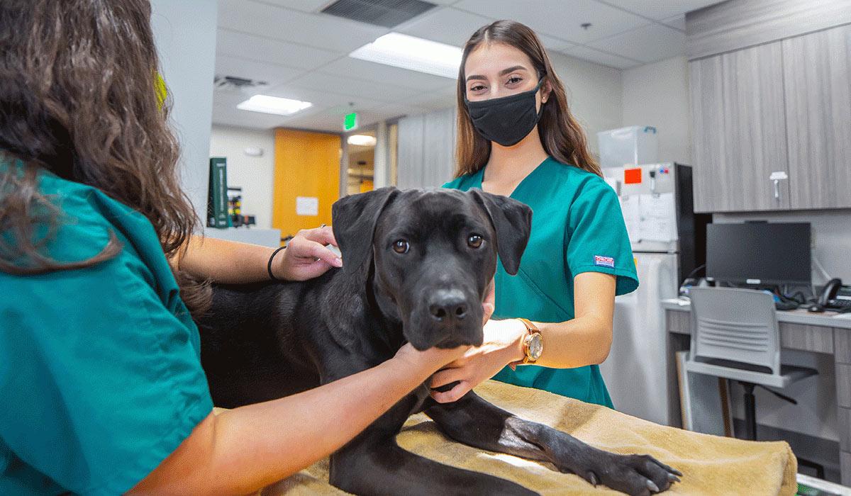 Students in the veterinary assisting program receive hands-on training in a true-to-life clinical setting.