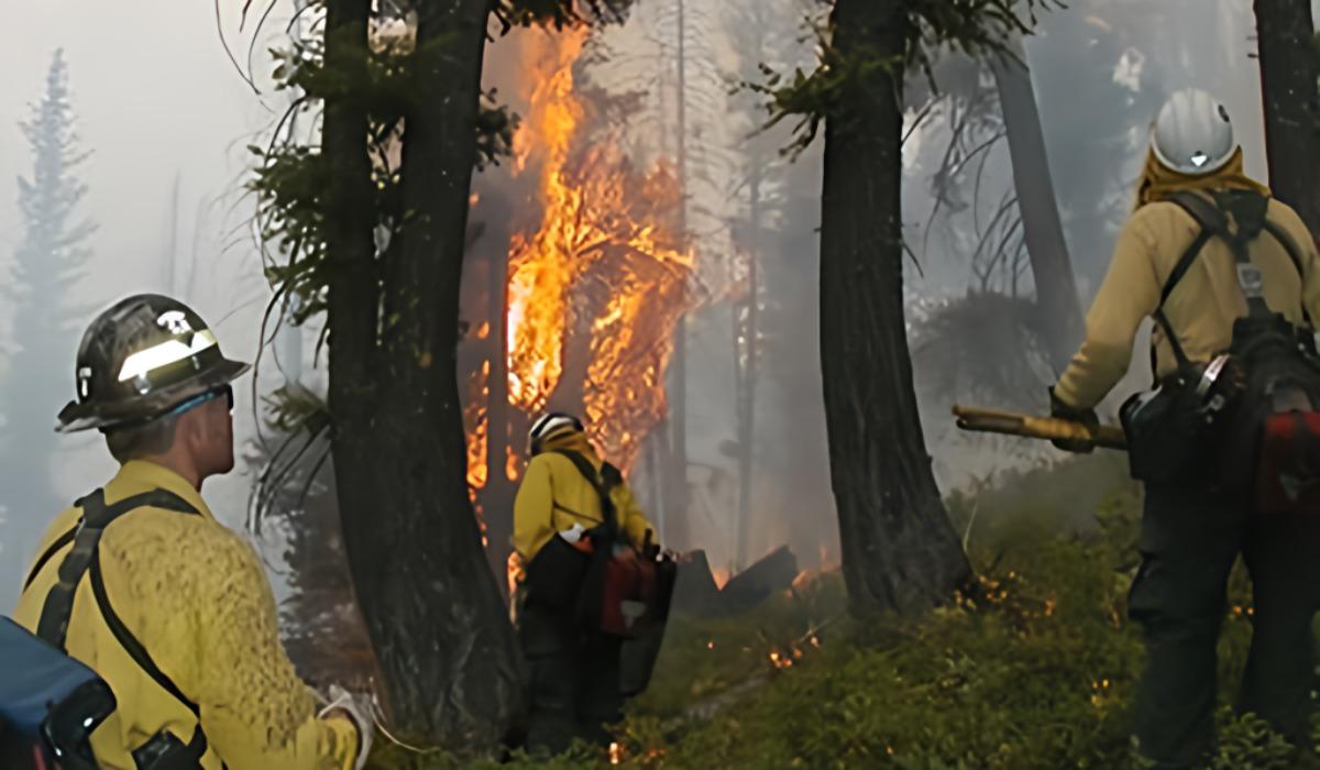 Wildland firefighters in training session with tree ablaze.