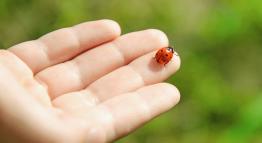 A ladybug on the palm of someone's hand.