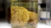 Sea Anemone in a jar