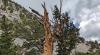A bristlecone pine on a mountain. 